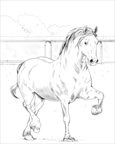 Welsh Cob Coloring Page